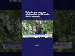 Un inmigrante subió a un árbol para huir de ICE y acabó siendo arrestado: todo quedó en video