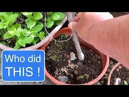 WHO DID THIS!! | OLD FASHIONED FRUGAL LIVING VLOG