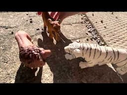 A Tiger story |Part 14| Wolf pack attack?!|
