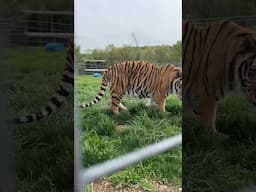 Handsome Simba the Tiger happily strolls over to greet the staff with a cheerful chuff