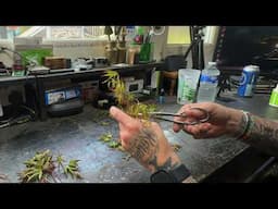 Japanese Maple Cuttings Using Water Method