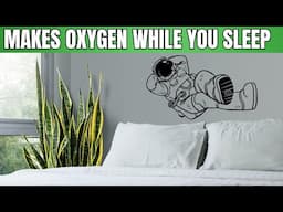 3 UNBELIEVABLE PLANTS That Make The Most Oxygen And Purfiy Air | While You SLEEP