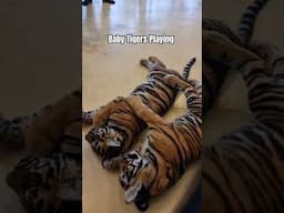 #babytiger #tigerplayz #phuket #tigerparkphuket