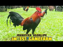 MELSIMS BLACK - JM 357 GAMEFARM