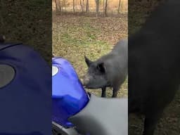 Giant Pig tries to Eat my Motorcycle 😱 #motorcycle #viralvideo #yamahar1 #yamaha #gsxr #suzuki