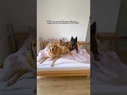 Life with dogs be like… #dogs #leotigernala