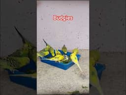 Budgies parrot eating palak #budgies #budgie #budgielove #budgie_videos