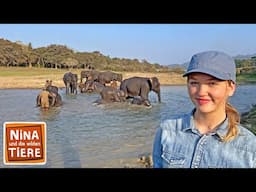 Badespaß mit indischen Elefanten | Reportage für Kinder | Nina und die wilden Tiere