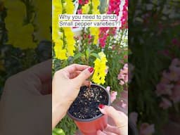 Topping Pepper Plant help increasing Yields