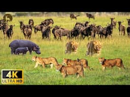 4K African Wildlife: Etosha National Park, Namibia, African Animals ... With Real Sounds in Video 4K