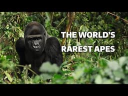 Understanding Gorillas: Behavior, Bonds & Survival in the Wild