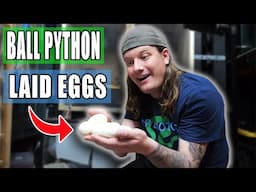 Ball Python Eggs ARE HERE!