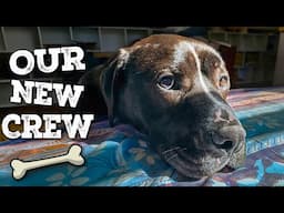 We adopted a dog! Will he love wide beam narrowboat life? | Ep 394