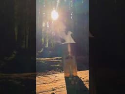 Forest Coffee