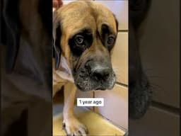Heartbroken Shelter Dog Get Adopted "Would you like us to drop the full video?"