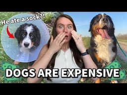 Thinking of Getting a Dog? WATCH THIS First! (Shocking Costs...)