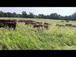 Green Pastures Farm has an opening for an intern position.