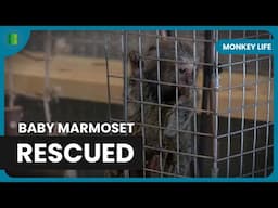 Tiny Marmoset Adjusts to New Family | Monkey Life | Documentary