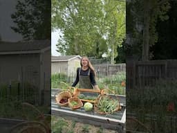 What I Did With My Harvest! #growyourownfood #harvest #preservingfood #homegrown #gardening #garden