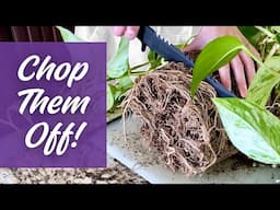 Root Pruning: The Houseplant Hack You Shouldn't Be Afraid Of
