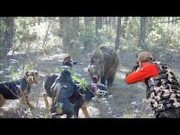 Avcıya saldıran yaban domuzu!Wildboar attacking the hunter! #okaysahin #sightmark #hugluveyron