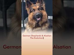 German Shepherds 🦮 & Alsatian - The Evolution❗️
