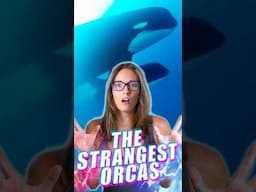 Meet the Most Bizarre Orcas in the World! #shorts