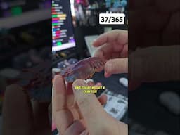 MORE 🦀 🦀 🦀.  Okay I have no idea why they have this kind of crab... IS it a crayfish? #gachapon