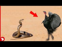 When a Snake Attacks the Wrong Opponent