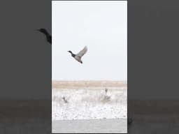 MOJO King Mallard at Work #sportsman #duckseason