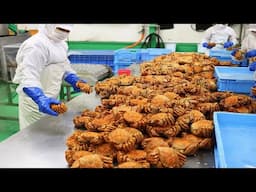 Satisfying Hairy Crab Harvesting - Crab Processing in Factory