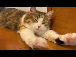 😂 Cutest & Funniest Cats and Animal Moments 😸🐶 | 🥰🤣 Ultimate Funny Compilation 737