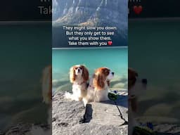 Take that trip with your dog ❤️ #cavalierkingcharles #dogs #vacation #travel #dogfriendly