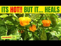 🌶 Its Hot... but it HEALS! #peppper #🇯🇲
