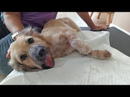 She Sobbed Because She Lost All Faith In Humans, She Didn't Expect To Be Treated So Badly