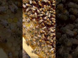🐝Queen at Work!🐝 Amazing to see up close! 💛#queenbee #beekeeping ##homesteadlife