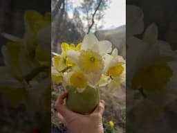 Daffodil season is here on our mountain! #shorts #garden #flowers #fyp