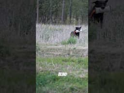 Prevent switching with diversions! #dogtraining #gundogtraining #duckdog #huntingdog #training #labs