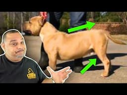 Fixing Flaws And When Is It Too Late‼️ | American Bully