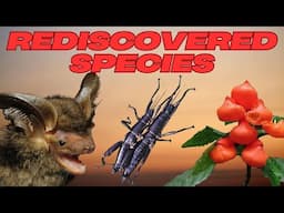 Missing for Decades - How 3 Species Were Rediscovered