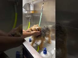 How to DEGREASE your YORKIE with EASE! #shorts #short #viralvideo