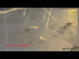 Some Fry From the All Red Albino Guppies