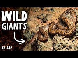 Reticulated Pythons, Anacondas, Cribos Can We Keep Them Correctly?