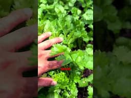 Cilantro tips #shorts