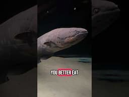 Feeding the electric eel didn’t go as planned!!!