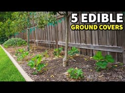 5 Edible Ground Covers That You Should Companion Plant NOW!