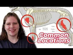 The Reality of Osteosarcoma: Vet's Perspective