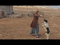 A beautiful nomadic woman takes care of her friend