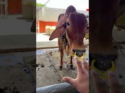 क्या ये लगाना सही है? 🤔🐄 Comment कीजिए ⬇️ #indianfarmer #shorts