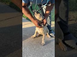 Best collar for new puppies